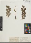 Foto von Salix lapponum L. x Salix phylicifolia L.